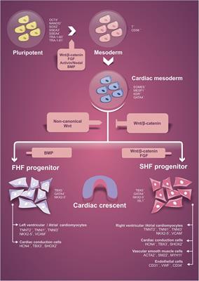 Frontiers | Cardiomyogenesis Modeling Using Pluripotent Stem Cells Frontiers | Cardiomyogenesis Modeling Using Pluripotent Stem Cells